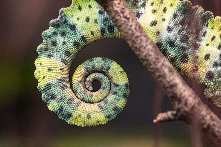 Close-up of chameleon tail