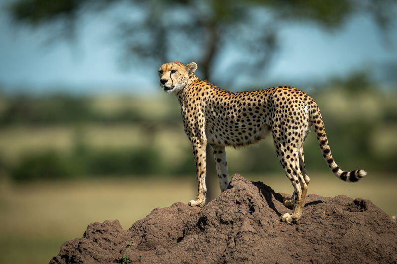 Full length of cheetah sitting on rock