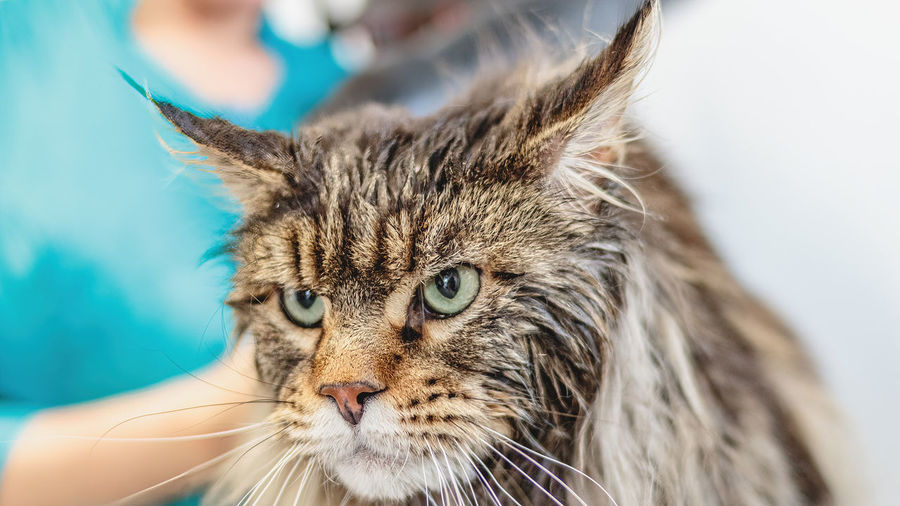 Close-up of cat