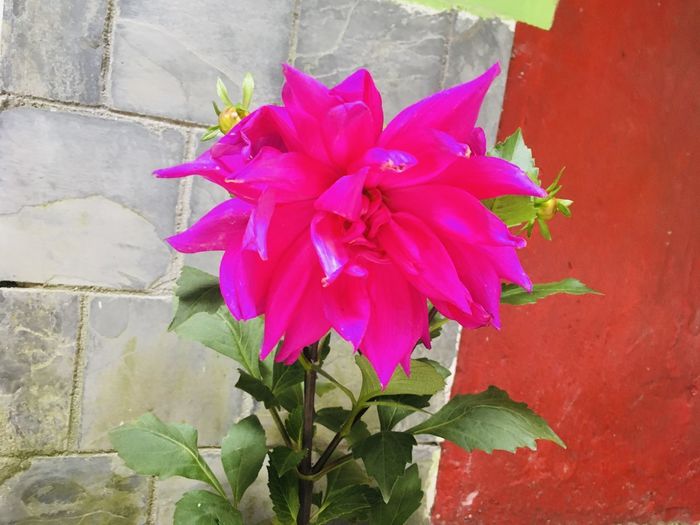 Close-up of pink flowering plant against wall