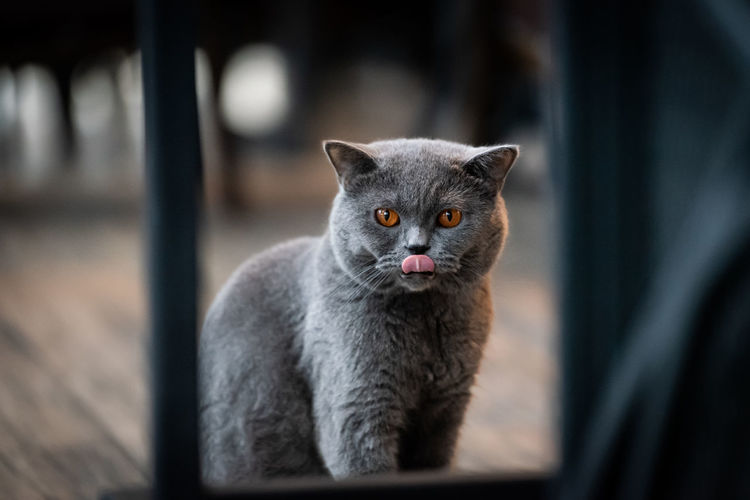 Close-up portrait of tabby cat at home