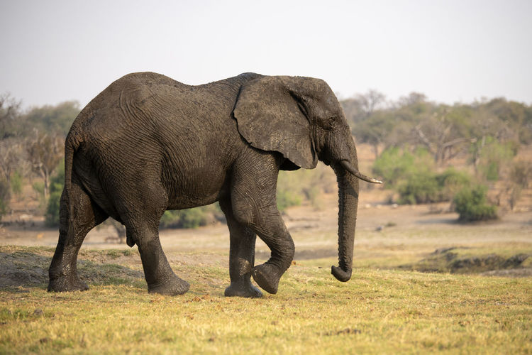 Side view of elephant in a field