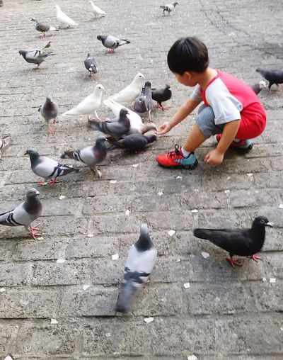 High angle view of boy having fun amidst pigeons on pathway