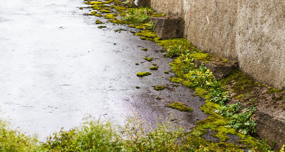 High angle view of plants growing on wall