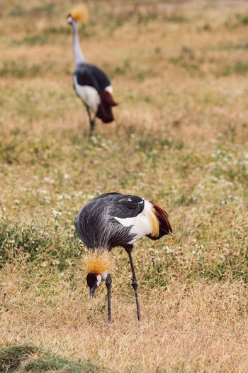 Side view of bird on field