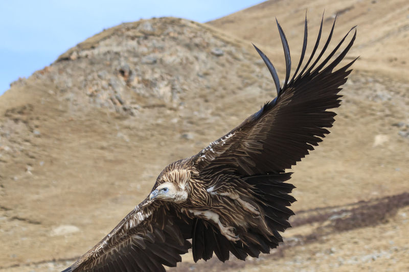 Close-up of vulture flying against mountains