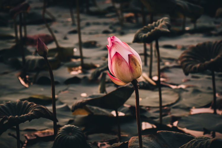 Pink lotus flower in the evening