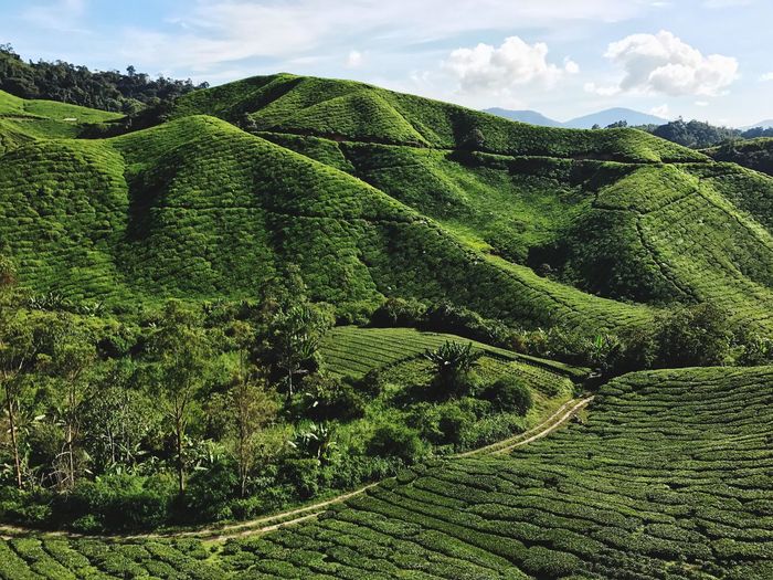 Scenic view of agricultural field against sky