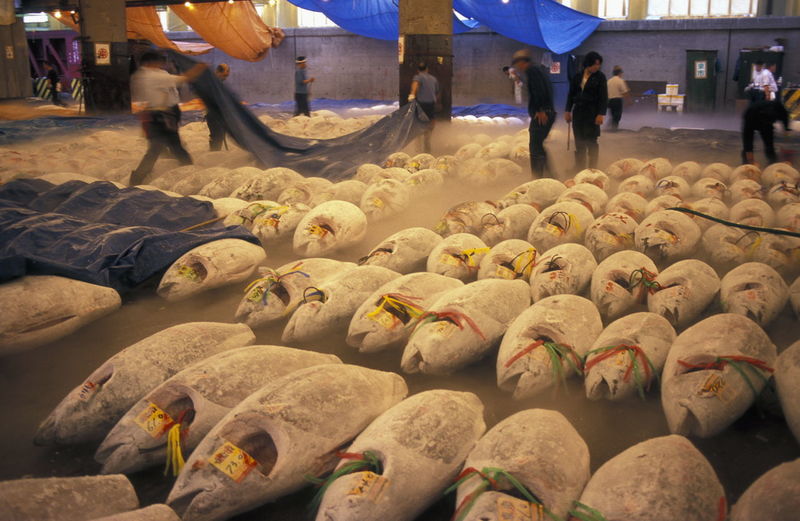 Workers with tunas at tsukiji fish market