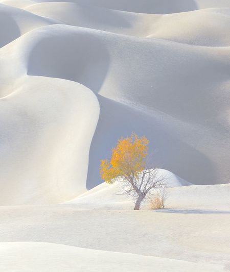 Tree on snow covered land