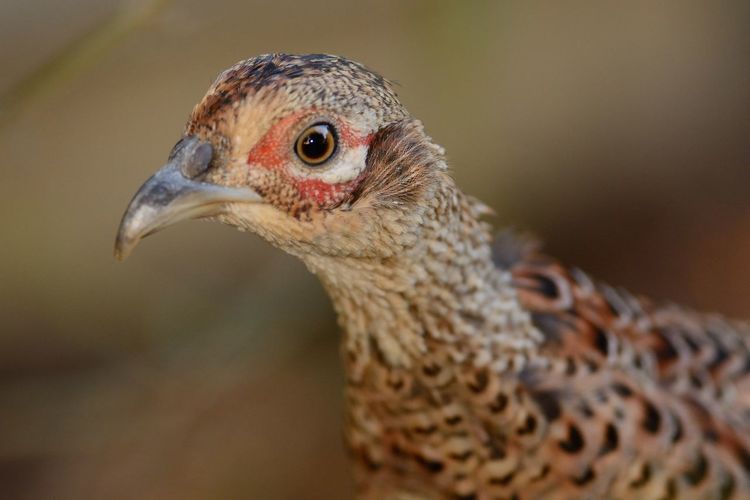 Close-up of pheasant