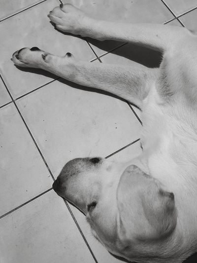 High angle view of dog lying down on floor
