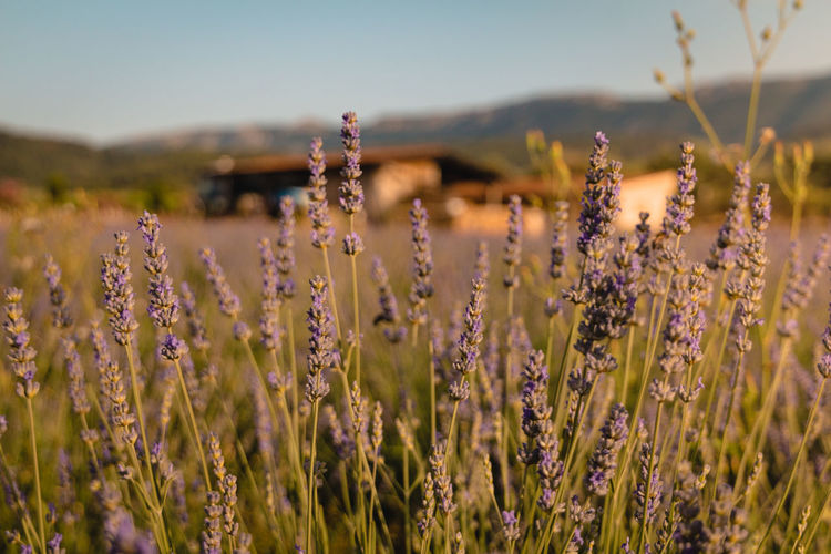Close-up of fresh lavender growing in fields on an eco-farm in croatia.