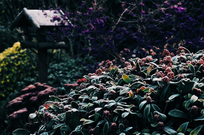 Plants growing in garden