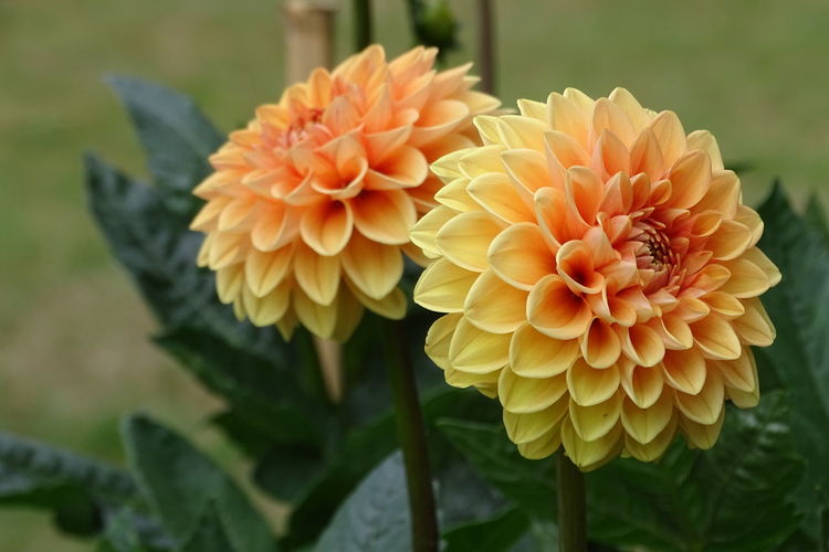 Close-up of orange flower