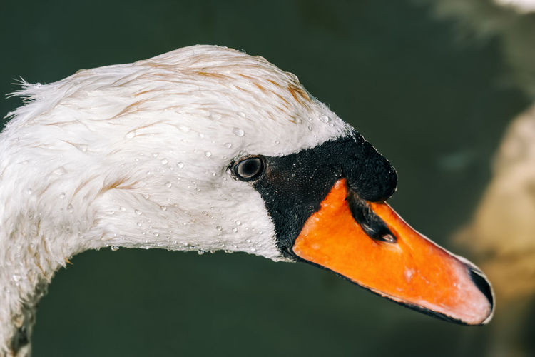Close-up of white swan