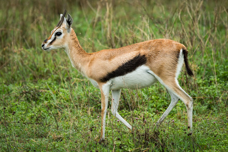 Gazelle walking on field