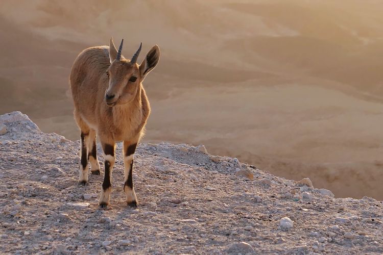 Ibex in desert 