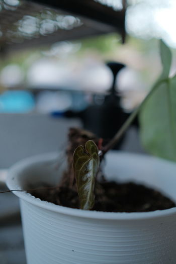Close-up of lizard on potted plant