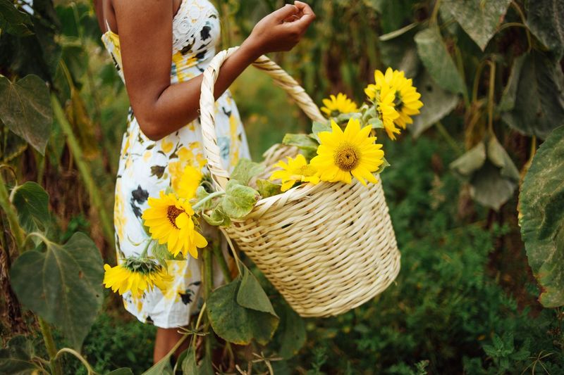 Midsection of woman holding yellow flower in field