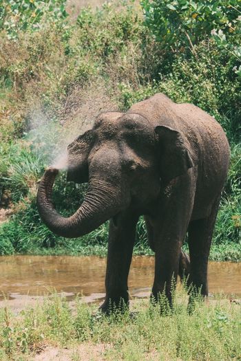 Elephant standing on field in forest