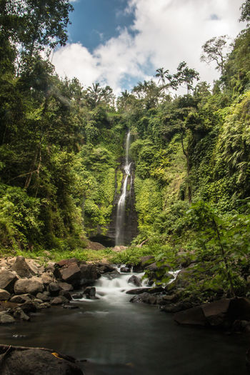 Daylight view of one of the sekumpul waterfalls surrounded by trees