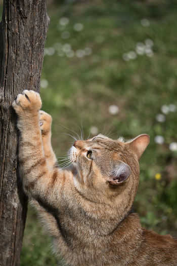 Close-up of a cat on tree trunk