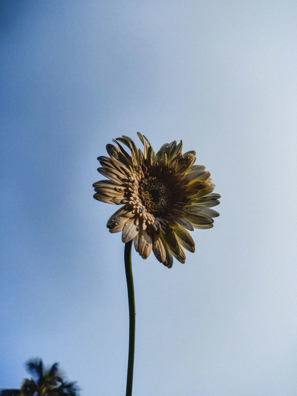 CLOSE-UP OF WILTED FLOWER AGAINST CLEAR SKY