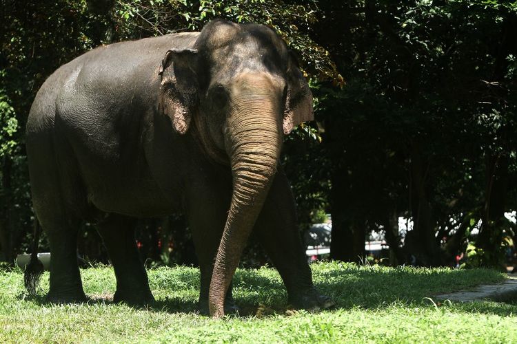 indian elephant