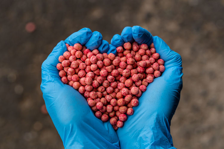 Close-up of a handful in the hands in the form of a heart etched soybean seeds