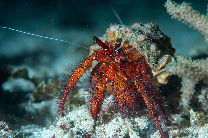 Close-up of crab in sea