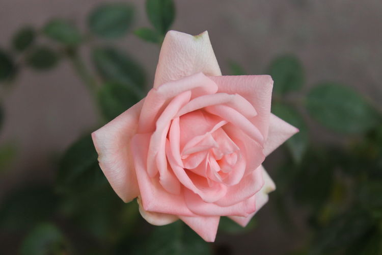 Close-up of rose blooming outdoors