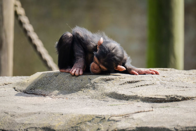 Baby chimpanzee in a zoo