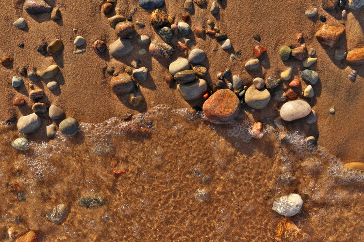 High angle view of seashells at beach