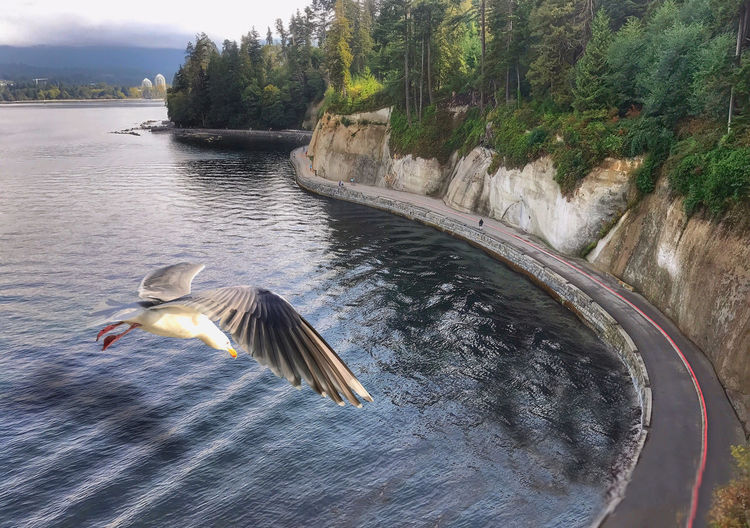 Bird in lake