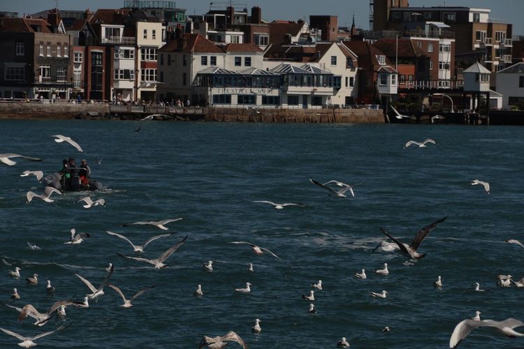 Seagulls flying over sea by buildings in city