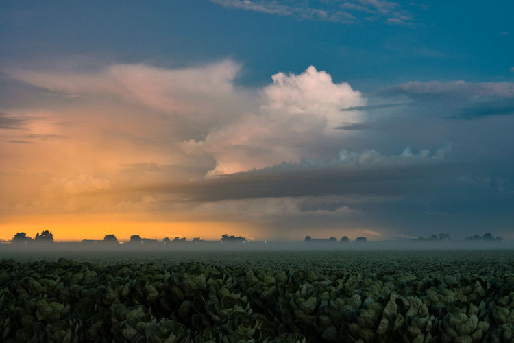 Distant storm and greenhouse lights with shallow fog over a cabbage field