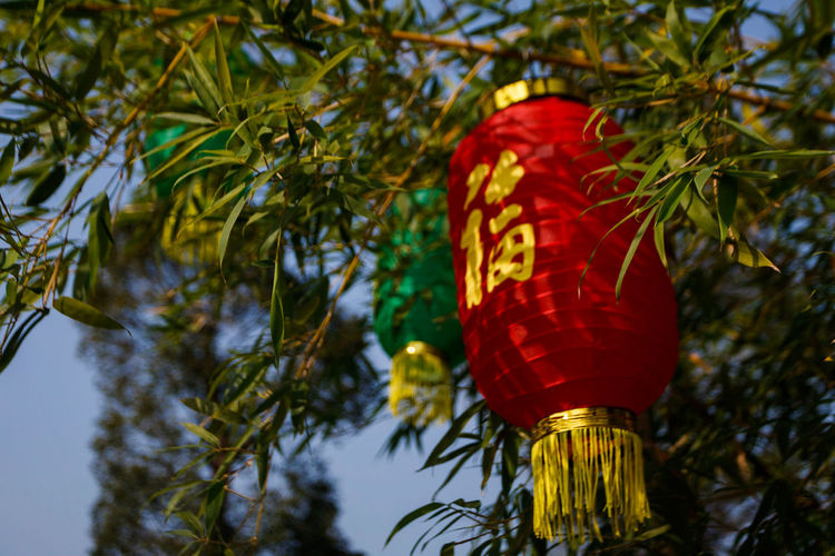Low angle view of lanterns hanging on tree against sky