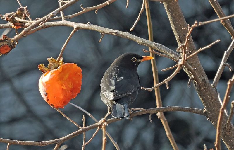 Blackbird perching on bare tree