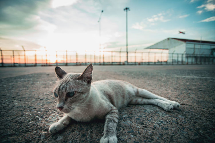 View of a cat looking away at sunset
