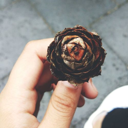 Cropped hand of person holding dried flower over street