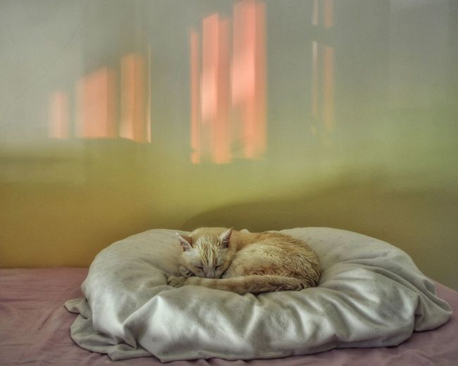 Cat sleeping at home