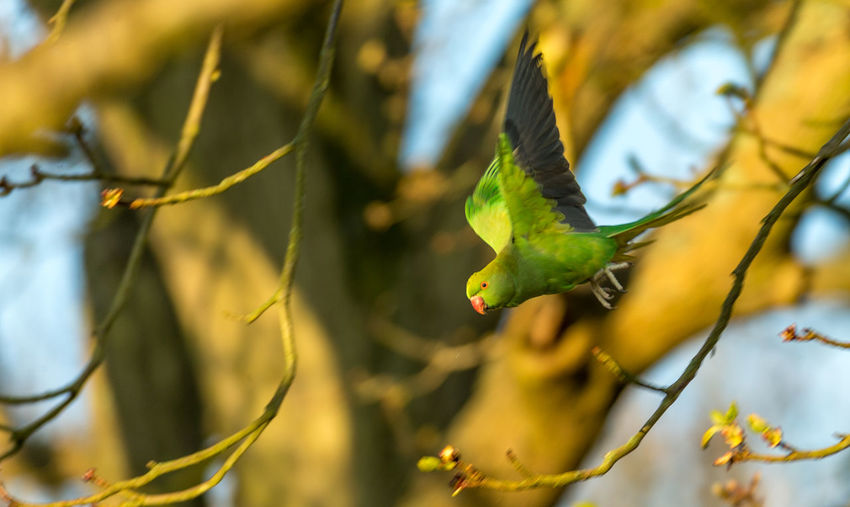 Budgerigar flying amidst twigs