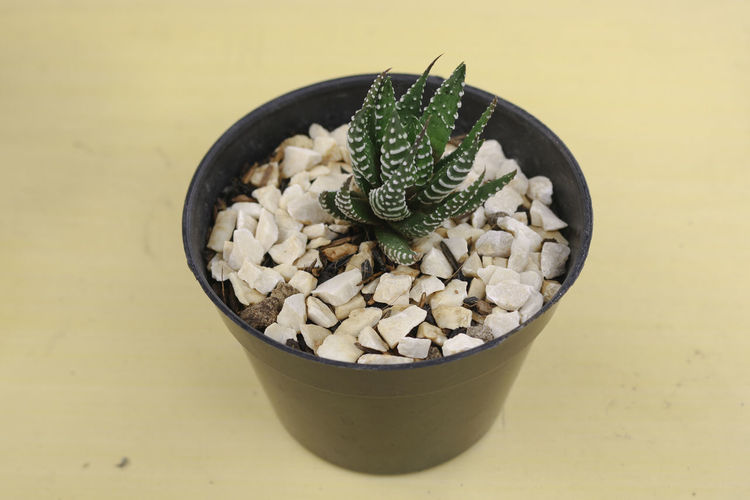 High angle view of potted plant on table