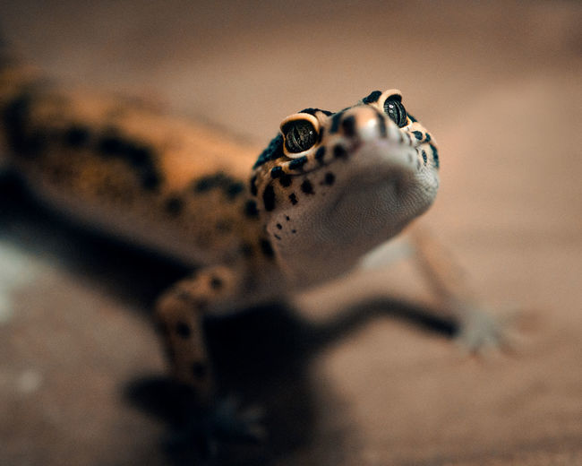 Small smiley leopard gecko portrait close-up in brown background