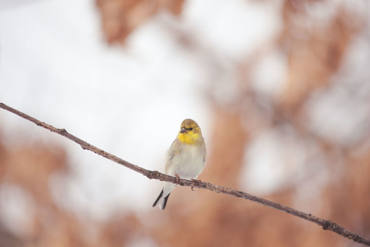 American goldfinch bird perched on a branch during winter in northern virginia