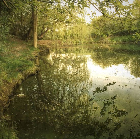 Reflection of trees in water