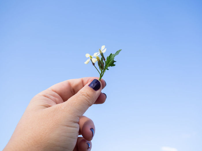 Hand holding small flower against blue sky