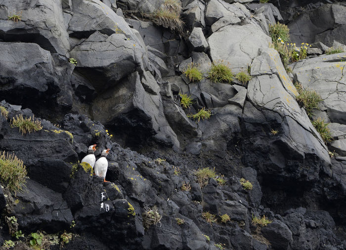 Rear view of people on rock formation