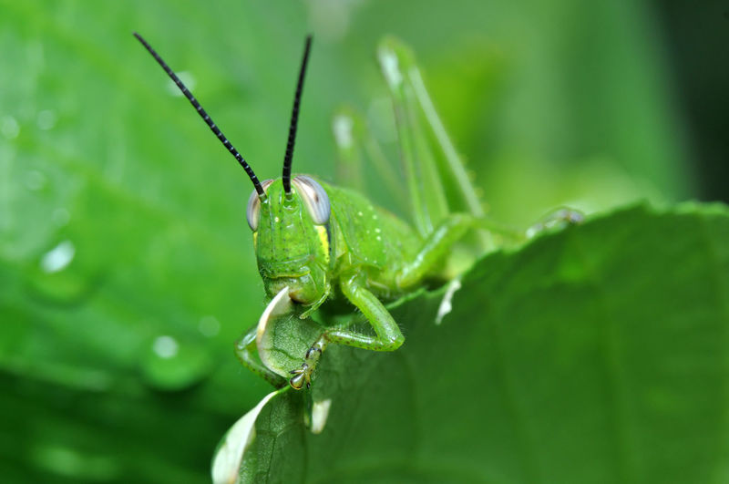 Close-up of green grasshoper in leaf